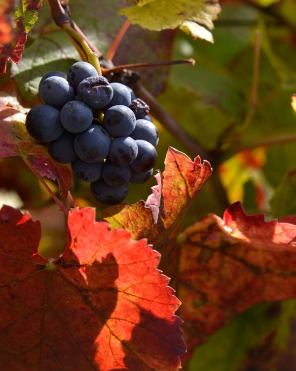 410 dujardin Monthélie p 10X