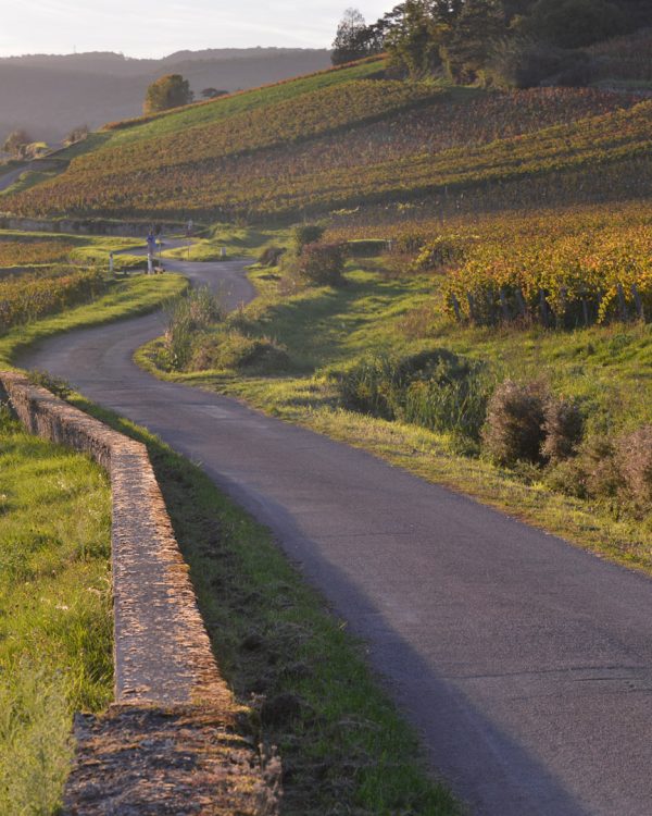 xk-and-co-rallyes-automobiles-anciennes-rallye-bourgogne-2025004-vignes-Savigny