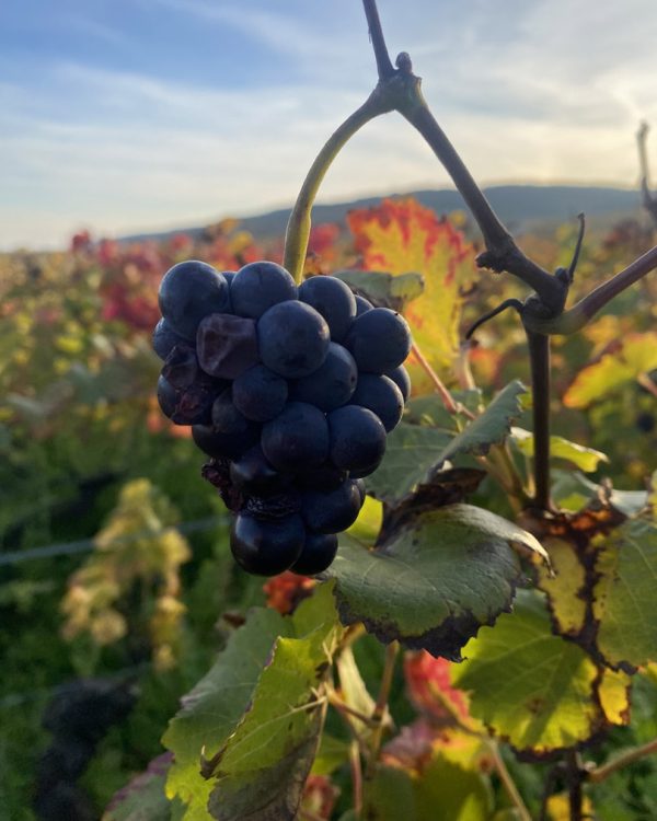 xk-and-co-rallyes-automobiles-anciennes-rallye-bourgogne-2025IMG_5203