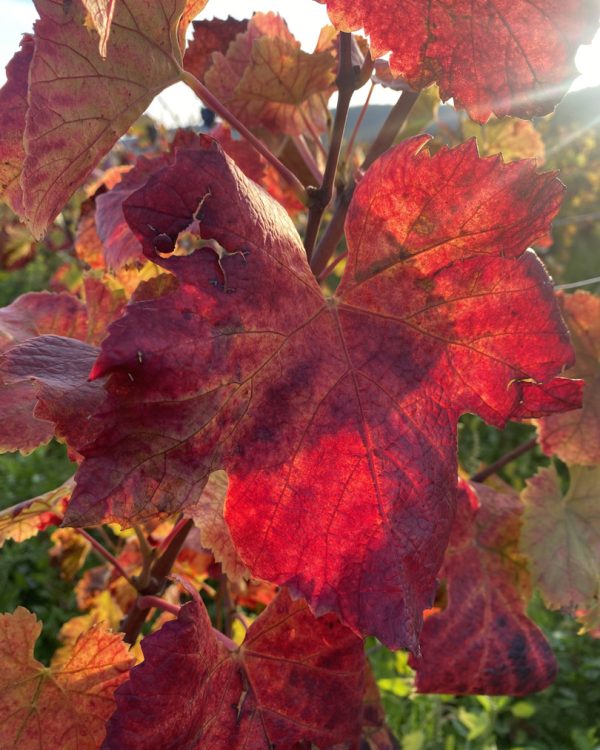 xk-and-co-rallyes-automobiles-anciennes-rallye-bourgogne-2025IMG_5205