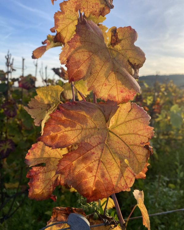 xk-and-co-rallyes-automobiles-anciennes-rallye-bourgogne-2025IMG_5207